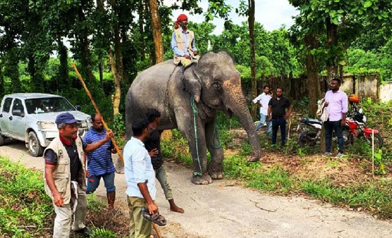 জিম্মার শর্ত ভাঙায় সাফারি পার্কে ফিরল দুই হাতি